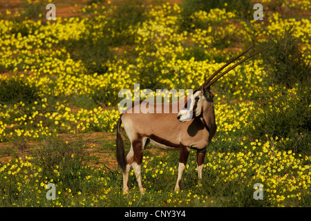 Beisa orynx, Gemsbock (Oryx beisa, Oryx gazella beisa), standing in the savannah among yellow blooming flowers, South Africa, Northern Cape, Kgalagadi Transfrontier Park Stock Photo