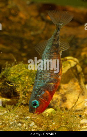 three-spined stickleback (Gasterosteus aculeatus), male fostering the nest Stock Photo