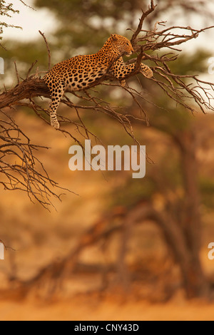 leopard (Panthera pardus), female lying on a branch of a camel thorn, South Africa, Northern Cape, Kalahari Stock Photo