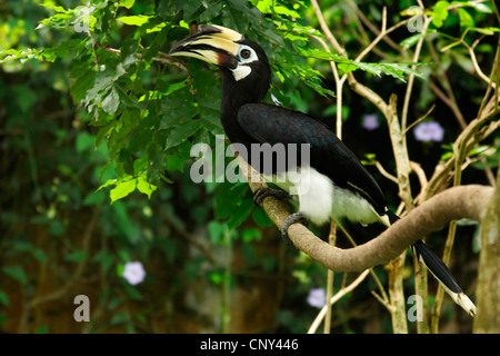 malabar pied hornbill (Anthracoceros coronatus), sitting on a branch, Malaysia, Sabah, Lok Kawi Wildlife Park, Borneo