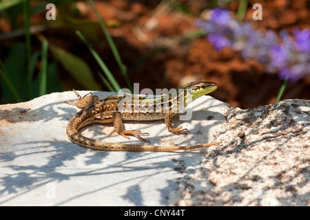 Italian wall lizard, ruin lizard, European wall lizard (Podarcis sicula, Lacerta sicula), sunbathing on a stone, Croatia, Istria Stock Photo