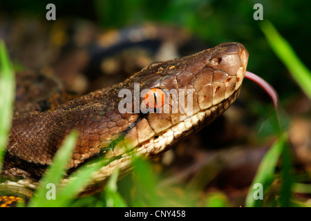 Reticulated python, Diamond python, Java rock python (Python reticulatus), flicking, Malaysia, Borneo, Sarawak Stock Photo