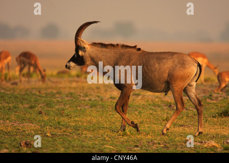 roan antelope (Hippotragus equinus), male, Botswana, Chobe National Park Stock Photo