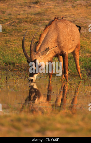 roan antelope (Hippotragus equinus), drinking male, Botswana, Chobe National Park Stock Photo