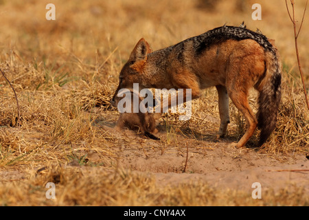 black-backed jackal (Canis mesomelas), mother animal taking a juvenile into the mouth in order to carry it, Botswana, Chobe National Park Stock Photo