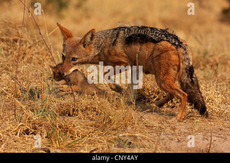 black-backed jackal (Canis mesomelas), mother animal taking a juvenile into the mouth in order to carry it, Botswana, Chobe National Park Stock Photo