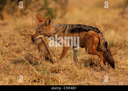 black-backed jackal (Canis mesomelas), mother animal taking a juvenile into the mouth in order to carry it, Botswana, Chobe National Park Stock Photo