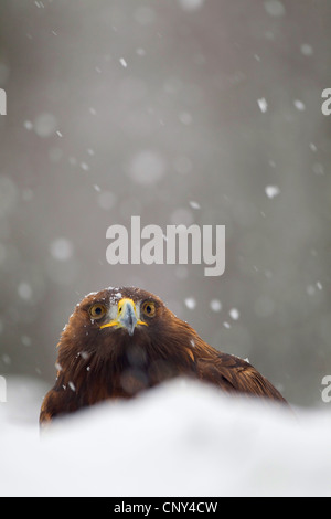 golden eagle (Aquila chrysaetos), at snowfall, United Kingdom, Scotland Stock Photo