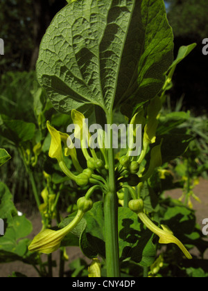 birthwort (Aristolochia clematitis), blooming, Germany, Thuringia Stock Photo
