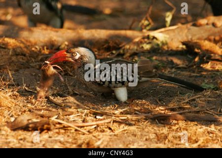 red-billed hornbill (Tockus erythrorhynchus), sitting on the forest ground with a caught rodent in the bill, Botswana, Chobe National Park Stock Photo