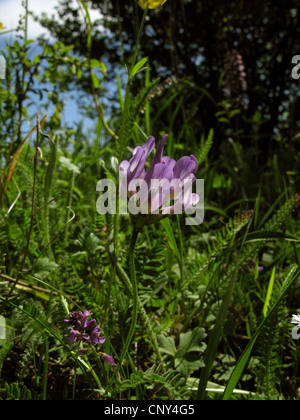 purple milk-vetch (Astragalus danicus), blooming, Germany, Thuringia Stock Photo