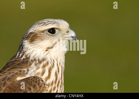 Saker falcon (Falco cherrug), portrait Stock Photo