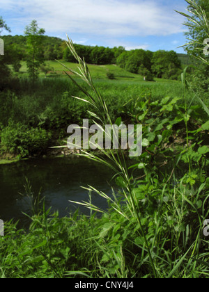 hungarian brome, smooth brome grass (Bromus inermis), blooming, Germany, Thueringen Stock Photo