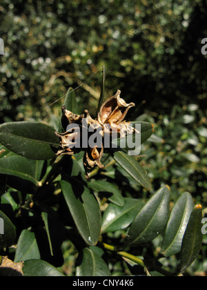 common box, boxwood (Buxus sempervirens), fruits on a branch, Germany, Baden-Wuerttemberg Stock Photo