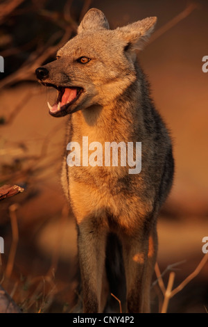 side-striped jackal (Canis adustus), standing in the savannah with open mouth, Botswana Stock Photo