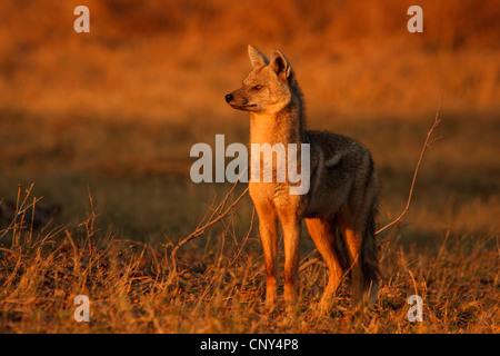 side-striped jackal (Canis adustus), standing in the gras of the savannah, Botswana Stock Photo