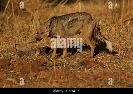 side-striped jackal (Canis adustus), standing in the savannah at the remains of an animal carcass, Botswana Stock Photo