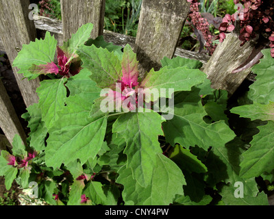 Magenta lamb's quarters, Tree Spinach (Chenopodium giganteum), at a garden fence, Germany Stock Photo