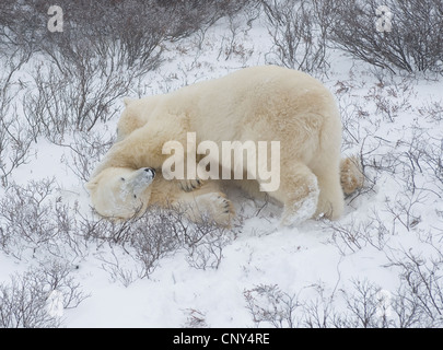 Polar bears wrestling in the snow, Churchill, Canada Stock Photo