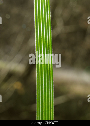 tufted hair-grass (Deschampsia cespitosa), leaf in backlight, Germany, Baden-Wuerttemberg Stock Photo