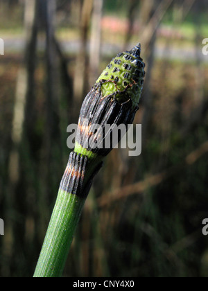 rough horsetail, scouring-rush (Equisetum hyemale), sporophylls, Germany, Baden-Wuerttemberg Stock Photo