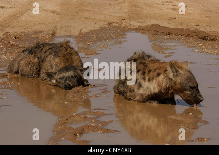 spotted hyena (Crocuta crocuta), couple bathing and drinking in a water hole in an arid region, South Africa, Northern Cape, Kgalagadi Transfrontier Park, Kalahari Stock Photo