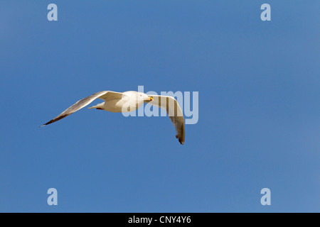herring gull (Larus argentatus), in breeding dress at the sky, Germany, Schleswig-Holstein Stock Photo
