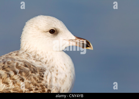 herring gull (Larus argentatus), juvenile in first winter dress, portrait, Germany, Schleswig-Holstein Stock Photo