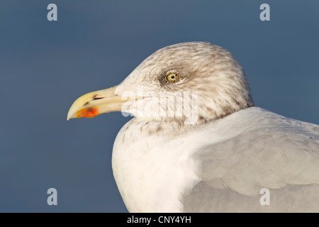 herring gull (Larus argentatus), juvenile in third winter dress, portrait, Germany, Schleswig-Holstein Stock Photo