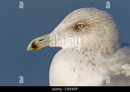 herring gull (Larus argentatus), juvenile in second winter dress, portrait, Germany, Schleswig-Holstein Stock Photo
