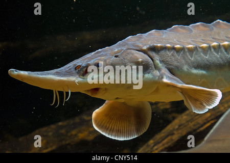 Atlantic sturgeon (Acipenser oxyrhynchus Stock Photo - Alamy