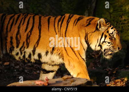Siberian tiger, Amurian tiger (Panthera tigris altaica), walking Stock Photo