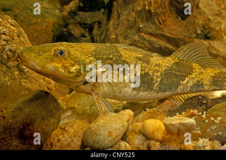 zingel (Zingel zingel), spawner with spawn, Germany Stock Photo
