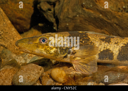 zingel (Zingel zingel), spawner, Germany Stock Photo