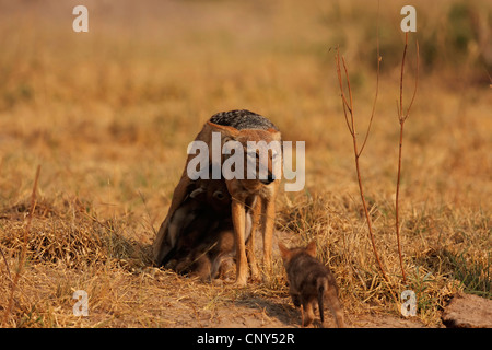 black-backed jackal (Canis mesomelas), mother animal suckling her offspring in the savannah, Botswana, Chobe National Park Stock Photo