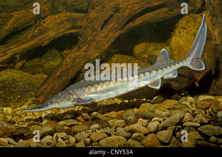 Atlantic sturgeon (Acipenser oxyrhynchus Stock Photo ...