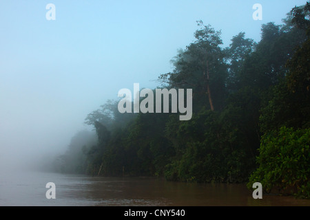 shore of river Kinabatangan overgrown with tropical rain forest in the fog, Malaysia, Sabah, Sungai Kinabatangan, Borneo Stock Photo