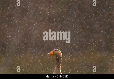 greylag goose (Anser anser), in pouring rain, United Kingdom, Scotland, Cairngorms National Park Stock Photo