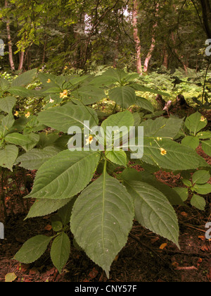 small balsam (Impatiens parviflora), blooming, Germany, Lower Saxony Stock Photo
