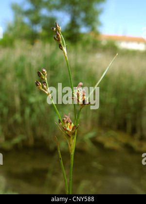black grass rush, black-grass rush, salt-marsh rush (Juncus gerardii), inflorescence, Germany, Thuringia, NSG Artener Solgraben Stock Photo