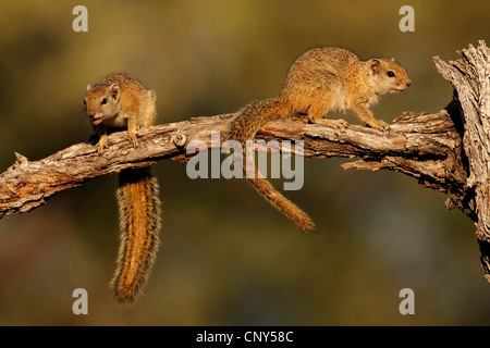 Smith's bush squirrel (Paraxerus cepapi), two animals sitting on a dry branch, Botswana Stock Photo