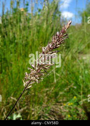 crested hair-grass, Prairie June grass (Koeleria macrantha), inflorescence, Germany, Thuringia Stock Photo