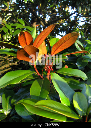 Southern Magnolia, Bull Ray, Evergreen Magnolia (Magnolia grandiflora), branch with ripe fruit Stock Photo