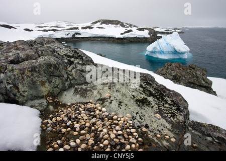 Limpet shells on the rocks at White Island, in the Antarctic Peninsula, Antarctica. December 2007 Stock Photo