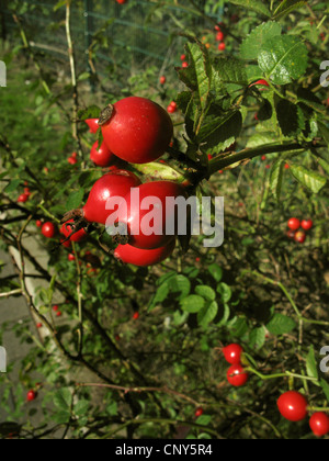 sweet briar rose (Rosa rubiginosa), fruits, Germany Stock Photo