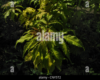 European red elder (Sambucus racemosa 'Plumosa Aurea', Sambucus racemosa Plumosa Aurea), cultivar Plumosa Aurea Stock Photo