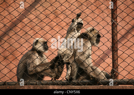 Nepal gray langurs (Semnopithecus schistaceus) at the Central Zoo in Kathmandu, Nepal. Stock Photo