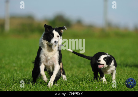 Border Collie (Canis lupus f. familiaris), adult and whelp romping about with a ball in a meadow Stock Photo