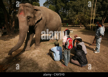 Indian elephant (Elephas maximus indicus) in the Central Zoo in Kathmandu, Nepal. Stock Photo