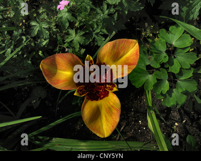 Mexican shell flower, Tiger flower (Tigridia pavonia), flower Stock Photo